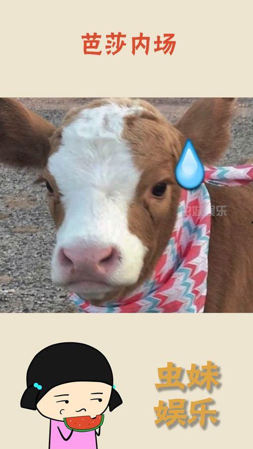 抖音吃瓜娱乐号怎么弄的