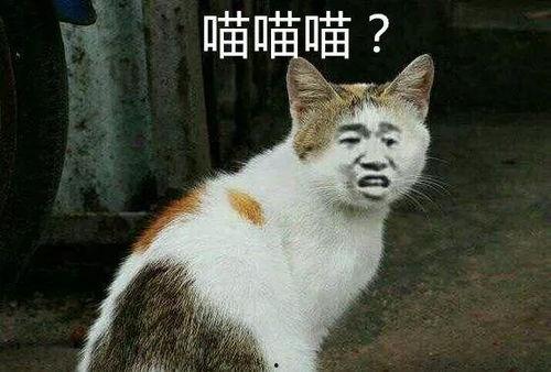 娱乐吃瓜喵喵喵,揭秘娱乐圈那些不为人知的幕后故事