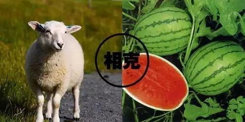 羊了羊娱乐吃瓜,揭秘娱乐圈吃瓜背后的真相