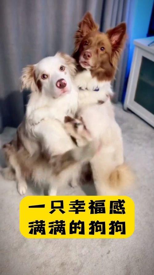 娱乐吃瓜酱最幸福的狗狗,揭秘最幸福的狗狗生活